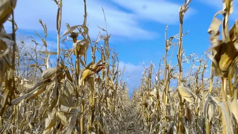 Dry corn field under blue cloudy sky at windy weather Stock Footage 75439423