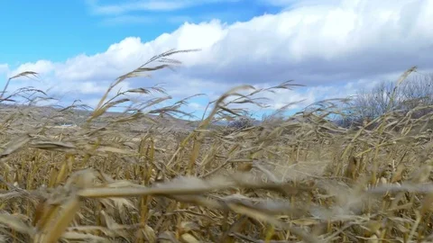 Dry corn field under blue cloudy sky at windy weather Stock Footage 75440281