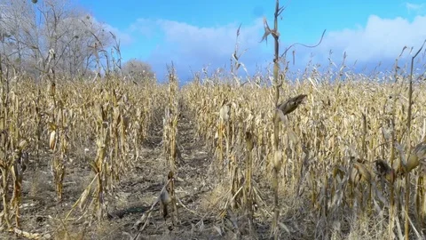 Dry corn field under blue cloudy sky at windy weather Stock Footage 75440616