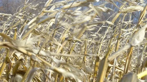 Dry corn field under blue cloudy sky at windy weather Stock Footage 75442369