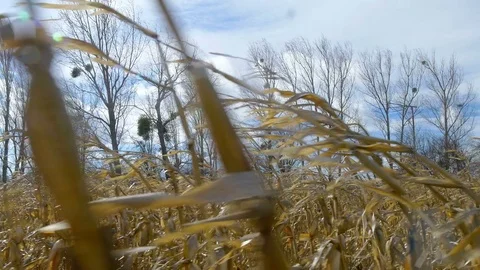 Dry corn field under blue cloudy sky at windy weather Stock Footage 75442396