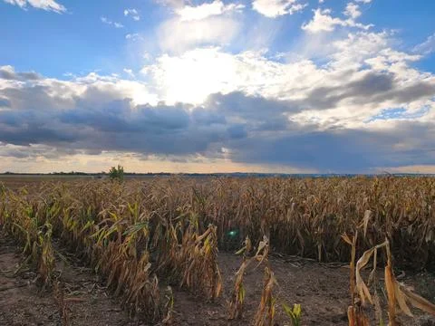 Dry corn field under dramatic cloudy sky with sunbeams. Stock Photos