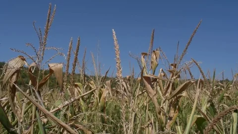 Dry corn field on the wind  Stock Footage 79601269