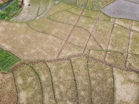 DRY CORN FIELDS AFTER HARVEST IN CENTRAL JAVA INDONESIA 스톡 사진