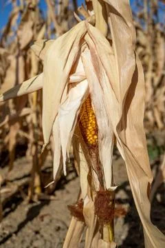 Dry corn flied with corn cobs, rural countryside. Autumn on French Farm Stock Photos