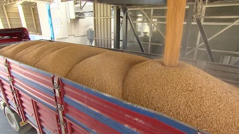 Dry corn grain are falling into truck safe Stock Footage 86909392