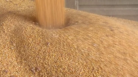 Dry corn grain are falling into truck safe Stock Footage 87202991