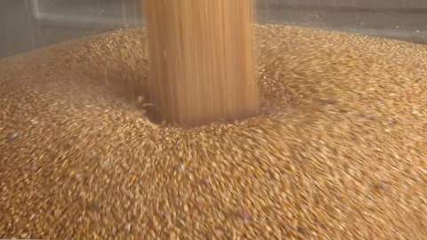Dry corn grain falling in Stock Footage 87203301