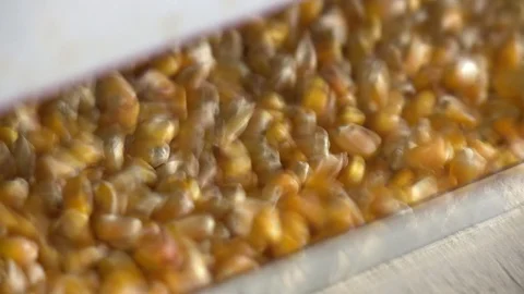 Dry corn grain grinding, close-up Stock Footage 87201986