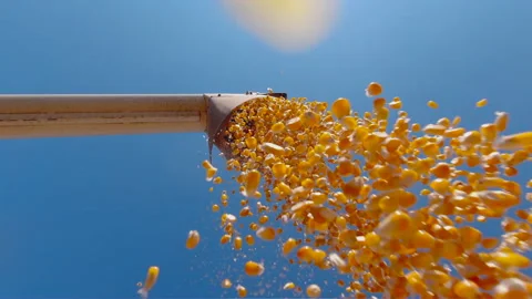 Dry corn grains falling from combine harvester Stock Footage 162941435