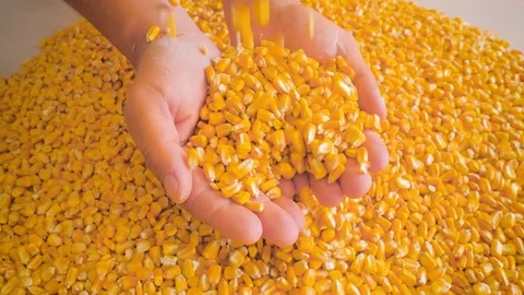 Dry corn grains pour in the hands of the farmer, close-up. Stock Footage 126501407