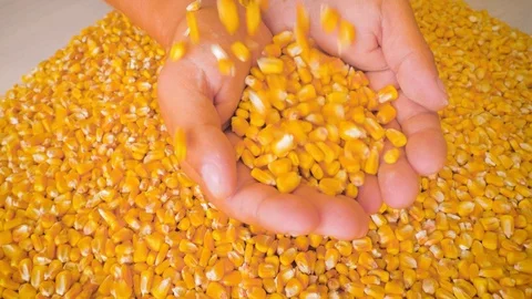 Dry corn grains pour in the hands of the farmer, close-up. Stock Footage 126501649