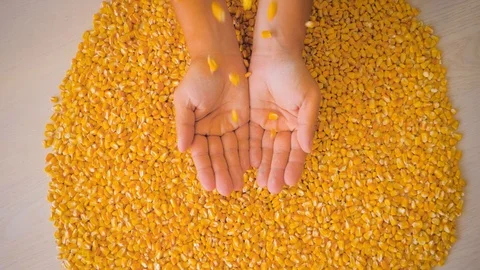 Dry corn grains pour in the hands of the farmer, close-up. Stock Footage 126501806
