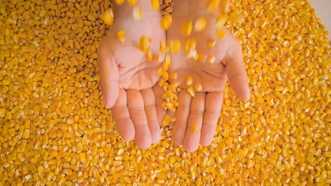 Dry corn grains pour in the hands of the farmer, close-up. 動画素材 126501947