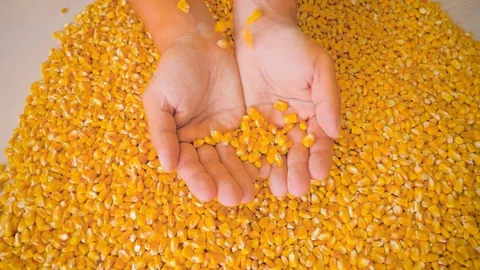 Dry corn grains pour in the hands of the farmer, close-up. Stock Footage 126502120