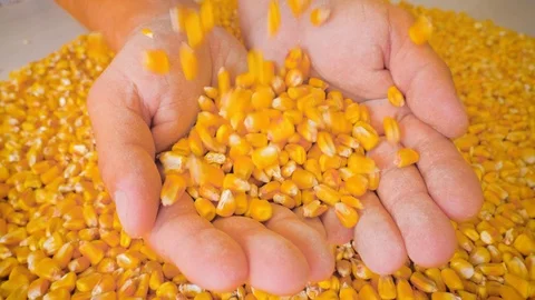 Dry corn grains pour in the hands of the farmer, close-up. Stock Footage 126502268