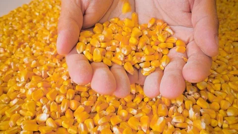Dry corn grains pour in the hands of the farmer, close-up. Stock Footage 126502425