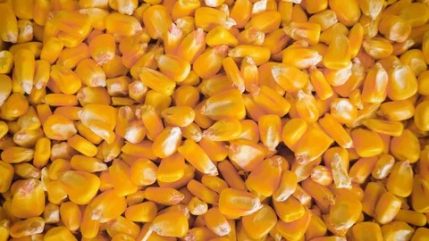 Dry corn grains pour in the hands of the farmer, close-up. Stock Footage 126502529