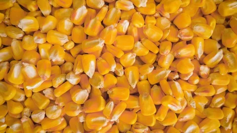 Dry corn grains pour in the hands of the farmer, close-up. Stock Footage 126502613