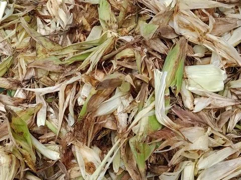 Dry Corn Husks Texture Background with Natural Brown Fibers Stock Photos