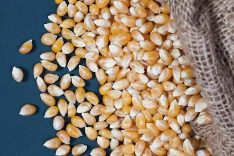 The dry corn kernels are poured out from the hemp sack onto the green board t Stock Photos