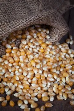 The dry corn kernels are poured out from the hemp sack onto the wooden table. 스톡 사진