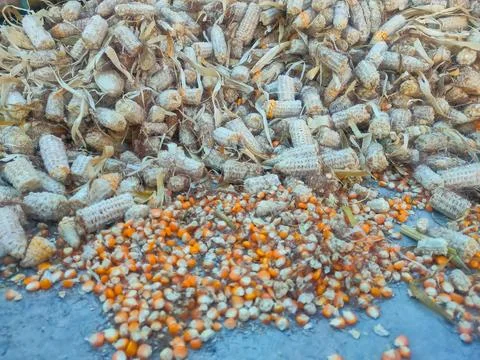 Dry corn kernels, background, close-up, top view. Chicken feed from crushed.. Stock Photos
