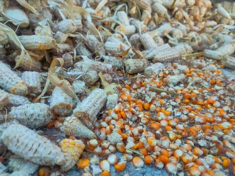 Dry corn kernels, background, close-up, top view. Chicken feed from crushed.. Stock Photos