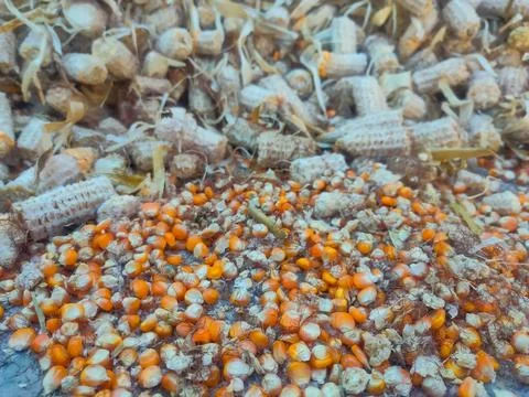 Dry corn kernels, background, close-up, top view. Chicken feed from crushed.. 写真素材