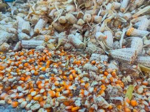 Dry corn kernels, background, close-up, top view. Chicken feed from crushed.. Stock Photos