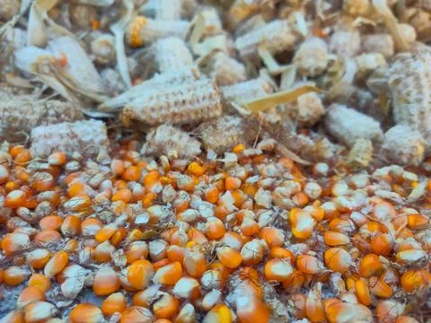 Dry corn kernels, background, close-up, top view. Chicken feed from crushed.. Stock Photos