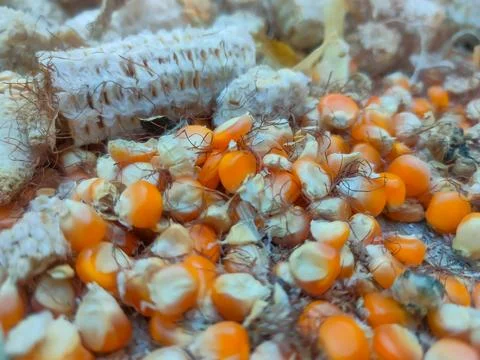 Dry corn kernels, background, close-up, top view. Chicken feed from crushed.. Stock Photos