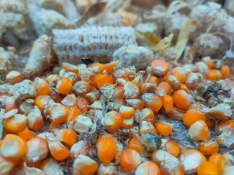 Dry corn kernels, background, close-up, top view. Chicken feed from crushed.. Stock Photos
