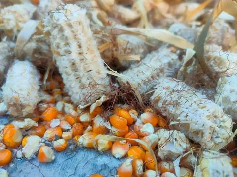 Dry corn kernels, background, close-up, top view. Chicken feed from crushed.. Stock Photos