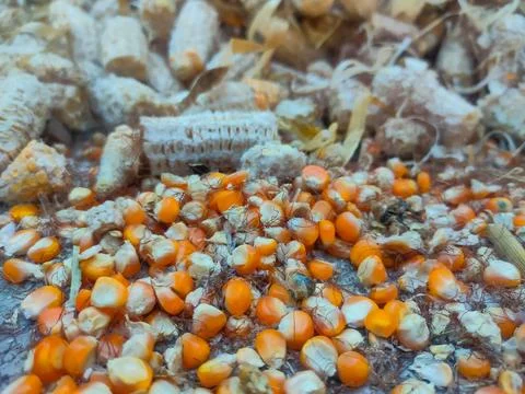 Dry corn kernels, background, close-up, top view. Chicken feed from crushed.. 写真素材
