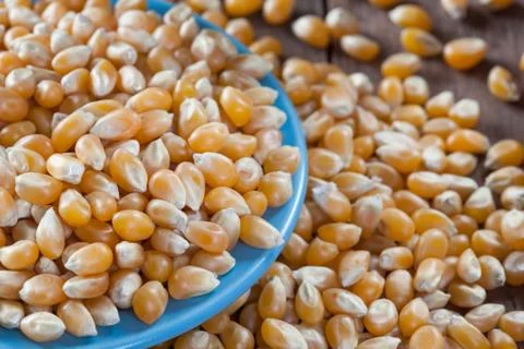 Dry corn kernels on a blue plate, set on a wooden table. Stock Photos