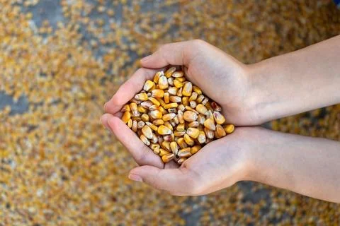 Dry corn kernels in hands Stock Photos
