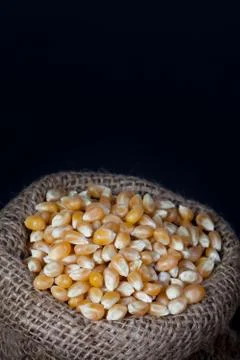 The dry corn kernels on hemp sack with black space on above for text. Stock Photos