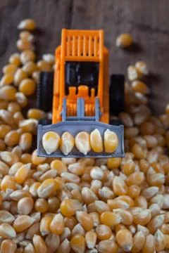 Dry corn kernels on the mini tractor with pile of dry corn kernels on wooden  Stock Photos