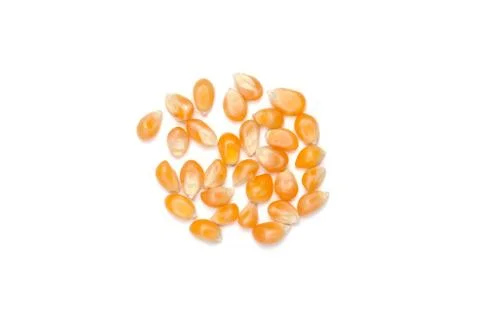 Dry corn kernels on white table with white space for  take text. Stock Photos