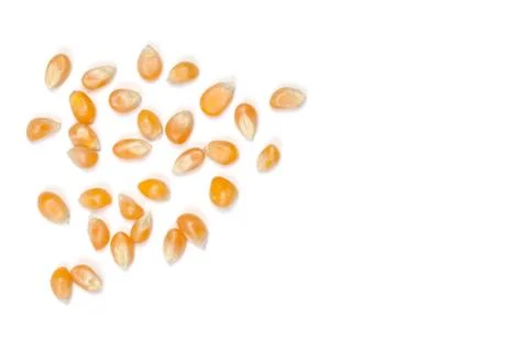 Dry corn kernels on white table with white space for  take text. Stock Photos