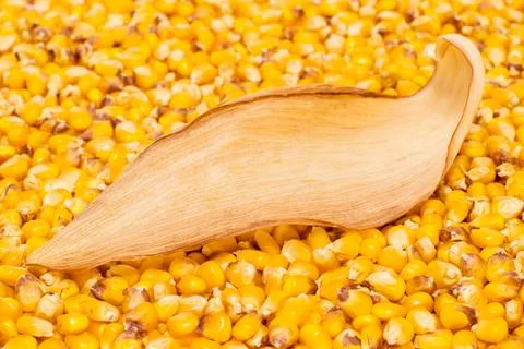 A dry corn leaf for writing text is laid on a background of corn grains. The Stock Photos