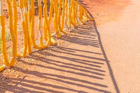 Dry corn lined on the side of the road Stock Photos