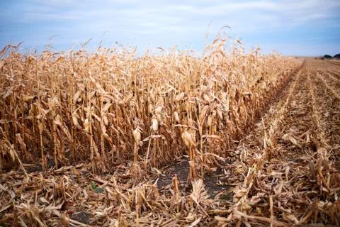 Dry corn or maize plants in a farm field Stock Photos