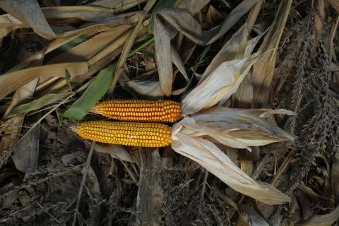 Dry Corn Stock Photos