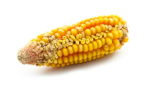 Dry corn Stock Photos