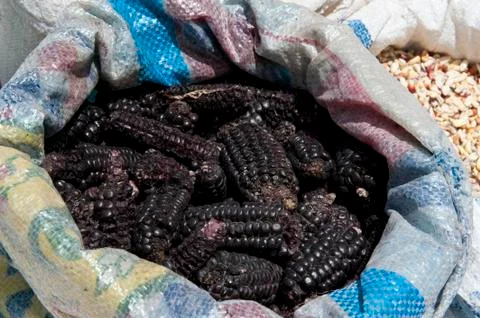 Dry Corn Stock Photos