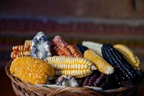 Dry Corn Stock Photos