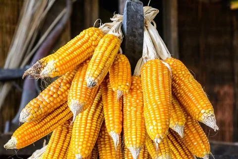 Dry corn Stock Photos