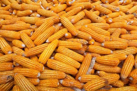 Dry corn Stock Photos